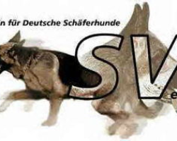 Hundeverein-300