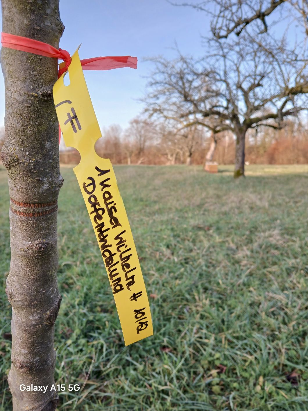 20251201 154754baum6