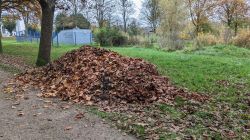 12-PXL_20241111_104215556