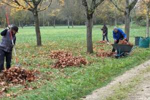 Herbstlaub